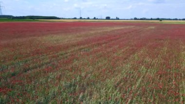 Kırmızı poppyfield kırsal bölgesi rüzgarlı yaz çayırı. Brandenburg Havelland Almanya 2023 İHA 4K sineması iniyor..