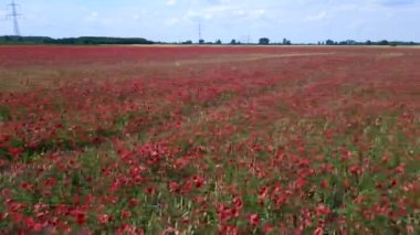 Kırmızı poppyfield kırsal bölgesi rüzgarlı yaz çayırı. Brandenburg Havelland Almanya 2023 sağ İHA 4K sinemasına kayıyor..