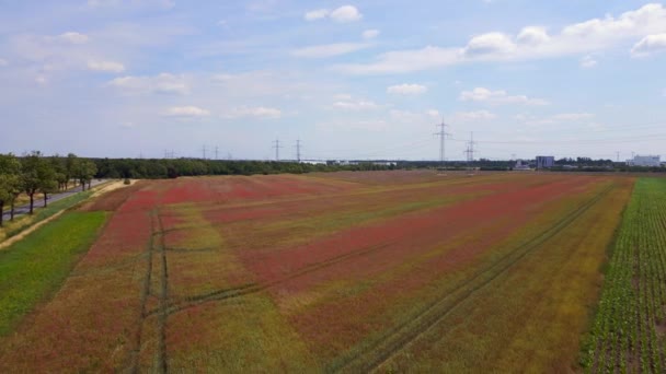 Poppyfield Vermelho Área Rural Prado Verão Ventoso Brandenburg Havelland Alemanha — Vídeo de Stock