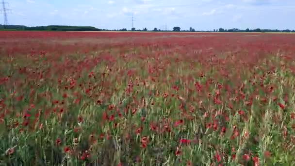 Czerwone Pole Makowe Wietrzna Wietrzna Letnia Łąka Brandenburgia Havelland Niemcy — Wideo stockowe