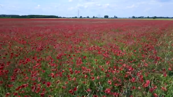 Rojo Poppyfield Zona Rural Prado Verano Ventoso Brandenburg Havelland Alemania — Vídeos de Stock