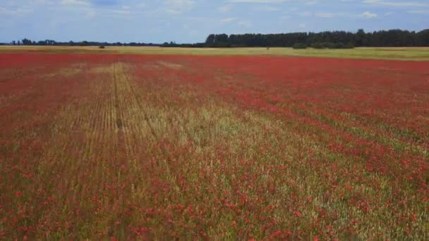 Poppyfield Vermelho Área Rural Prado Verão Ventoso Brandenburg Havelland Alemanha — Vídeo de Stock