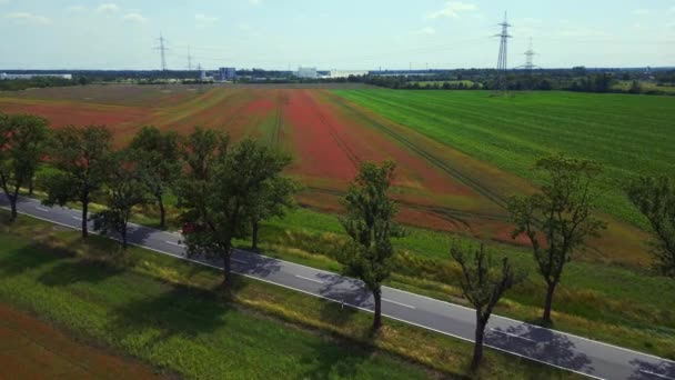 Red Poppyfield Rural Area Windy Summer Meadow Brandenburg Havelland Germany — Stock Video