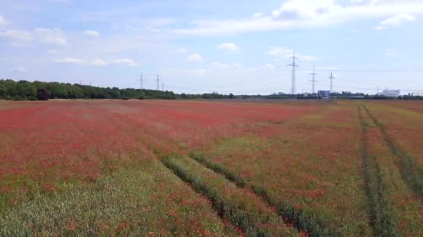 Kırmızı Poppyfield Kırsal Bölgesi Rüzgarlı Yaz Çayırı Brandenburg Havelland Almanya — Stok video