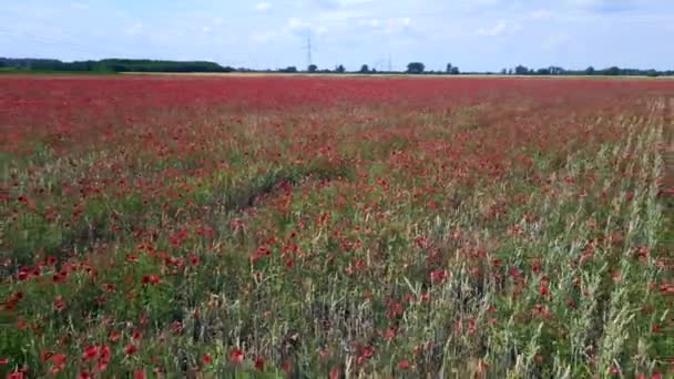 Red Poppyfield Rural Area Windy Summer Meadow Brandenburg Havelland Germany — Stock Video