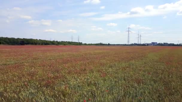 レッド ポピフィールド地方風の強い夏の牧草地 Brandenburg Havelland Germany 2023 Fly Reverse Drone Cinematic — ストック動画