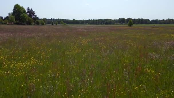 See Weide Wald Sommerfeld Bei Dorf Chlum Tschechische Republik 2023 — Stockvideo