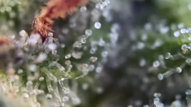 Odaklanma makro görünüm yakınlaştırma THC CBD Microskopik kenevir marihuana kenevir çiçek üçlüsü, uyuşturucu kullanımı.