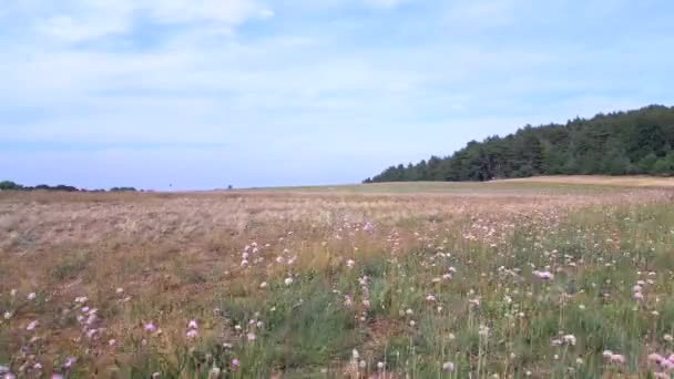 Hilly Heath Forests Summer Fields Otto Lilienthal Gollenberg Brandenburg Germany — Stock Video