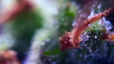 Mikroskop altında esrar marihuanası, THC CBD. Biyolojik yapıyı yakınlaştır.