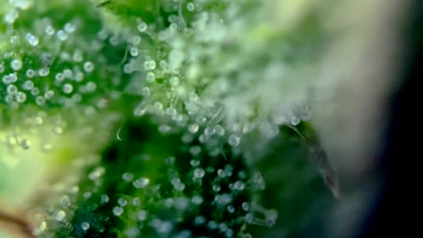 Droga Marihuana Cannabis Bajo Microscopio Tricomas Thc Cbd Zoom Cerca — Vídeo de stock