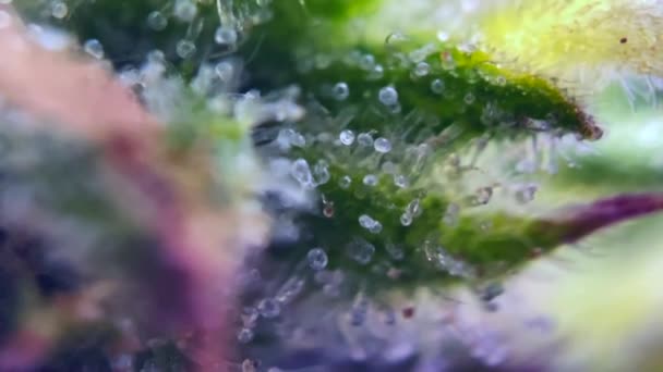 Drogue Cannabis Marijuana Microscope Trichomes Thc Cbd Zoom Rapproché Structure — Video