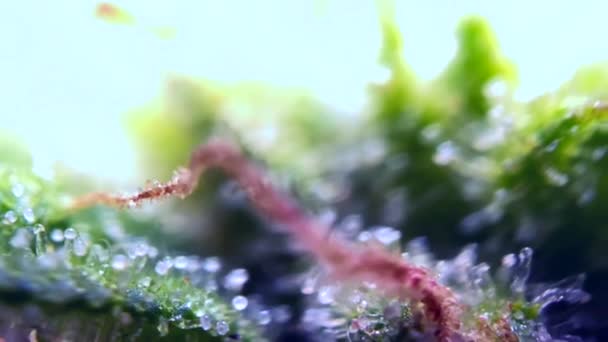 显微镜下的大麻药用三叶草 放大特写生物结构 — 图库视频影像