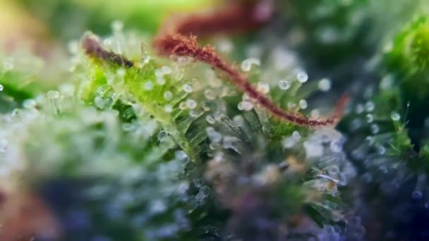 Drug Cannabis Marihuana Onder Microscoop Trichomen Cbd Zoom Close Biologische — Stockvideo