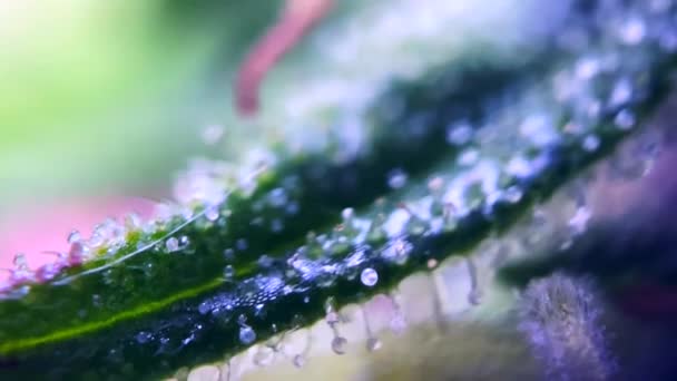 Drogové Konopí Marihuana Pod Mikroskopem Trichomes Thc Cbd Zoom Zavřít — Stock video