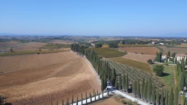 Toscana Cypress Alley Road Mediteran Italien Falla Panorama Översikt Drönare — Stockvideo