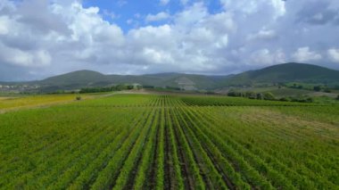 Meditasyon yapan Tuscany Şarap Tarlası Vadisi İtalya düşüyor. Hız rampası Hiperlapse hızlandırılmış zaman aşımı 4k görüntüsü