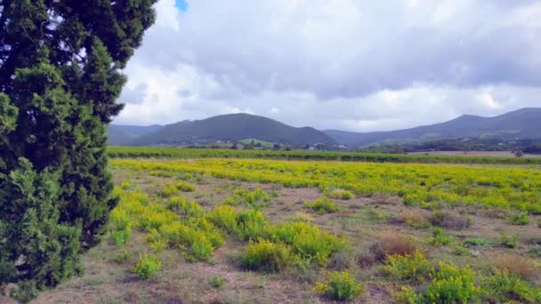 Meditativo Paisagem Toscana Vale Campo Vinho Itália Cair Drone Ascendente — Vídeo de Stock