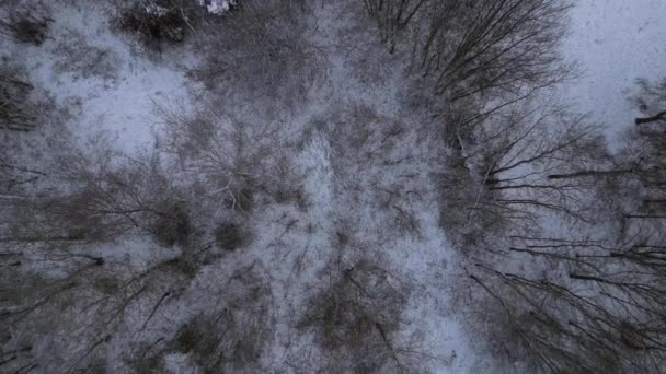 Zimní Led Les Les Zamračené Nebe Německo Vertikální Ptáci Oko — Stock video