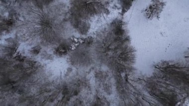 Kar, buz gölü, orman, bulutlu gökyüzü Almanya. İHA. dikey kuş bakışı drone Yüksek kalite 4k görüntü