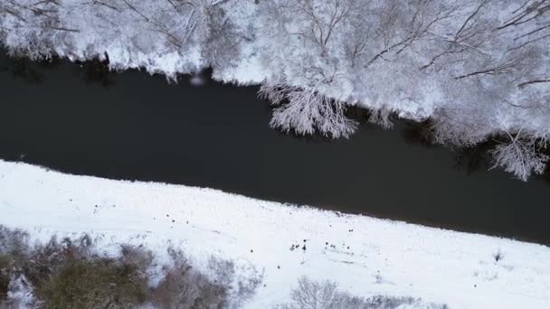 Zima Śnieg Rzeka Las Pochmurne Niebo Niemcy Dron Pionowe Ptaki — Wideo stockowe