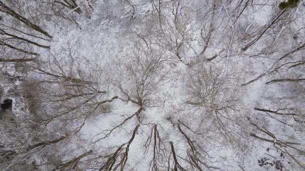 Bosque Helado Alemán Invierno Frío Con Nieve Drone Vista Vertical — Vídeo de stock