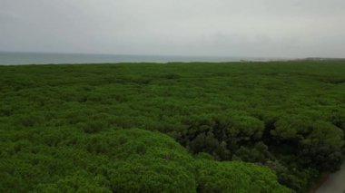 Çam Ormanları Pinewoodları, Tuscany Sahili İtalya. İHA. Yüksek kalite 4K görüntü aktarımı