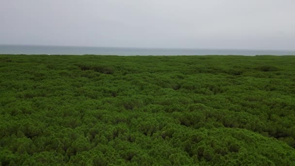 Bosques Pinos Pinares Playa Toscana Italia Drone Sobrevuelo Sobrevuelo Drone — Vídeo de stock