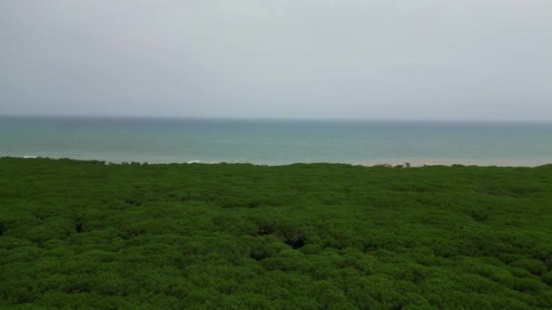 Pine Forests Pinewoods Beach Toskania Włochy Dron Zstępujący Dron Wysokiej — Wideo stockowe