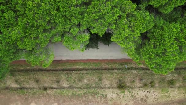 パインフォレスト パインウッド ビーチトスカーナイタリア ドローン 縦の鳥の目視のドローン良質の4K映像 — ストック動画