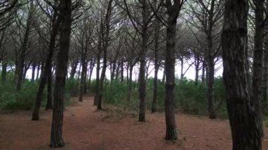 Yoğun karanlık çam ağaçları, Toskana İtalya. İHA. Artan insansız hava aracı Yüksek kalite 4K görüntü