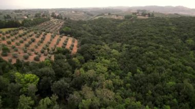 Tuscany İtalya 'da, zeytinliğin üzerinde bulutlu bir gökyüzü. İHA. İHA 'dan alçalıyoruz. Yüksek kalite 4K görüntü