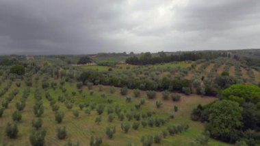 Tuscany İtalya 'da, zeytinliğin üzerinde bulutlu bir gökyüzü. Geri geri uçun. Yüksek kalite 4k görüntü