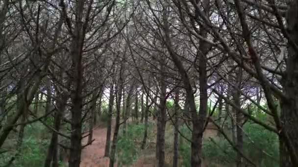 Fitta Pineta Della Foresta Nera Toscana Drone Drone Discendente Filmati — Video Stock