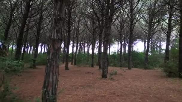 Πυκνό Σκοτεινό Δάσος Pinewoods Τοσκάνη Ιταλία Επανδρωμένο Πολύ Κοντά Περνώντας — Αρχείο Βίντεο