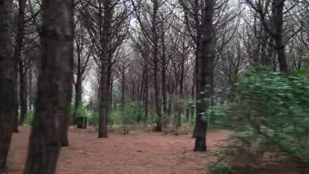 Πυκνό Σκοτεινό Δάσος Pinewoods Τοσκάνη Ιταλία Επανδρωμένο Υψηλής Ποιότητας Μπουμ — Αρχείο Βίντεο