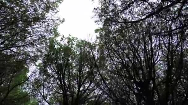 Fitta Pineta Della Foresta Nera Toscana Drone Filmati Alta Qualità — Video Stock