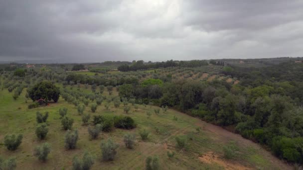 オリーブグリーブの上に曇った空 トスカーナイタリア ドローン降下 高品質の4K映像 — ストック動画