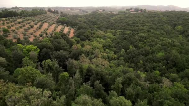 Céu Nublado Sobre Olival Toscana Itália Drone Fly Reverse Drone — Vídeo de Stock