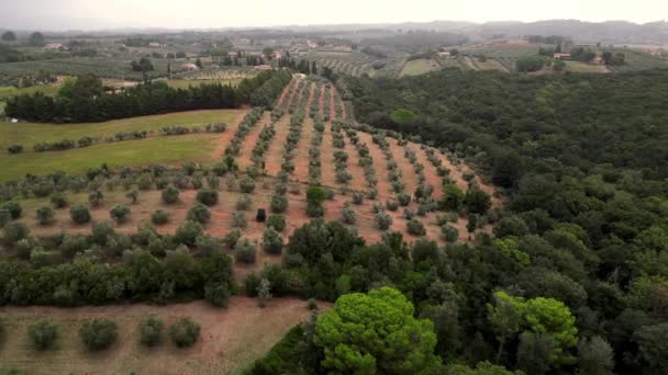 Cielo Nuvoloso Sull Oliveto Toscana Italia Drone Panoramica Drone Filmati — Video Stock