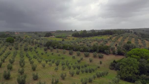 Céu Nublado Sobre Olival Toscana Itália Voar Drone Reverso Imagens — Vídeo de Stock