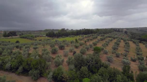 Chmurne Niebo Nad Gajem Oliwnym Toskania Włochy Odwrócony Dron Wysokiej — Wideo stockowe