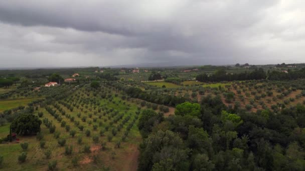 Cielo Nuvoloso Sull Oliveto Toscana Italia Panoramica Panoramica Drone Filmati — Video Stock