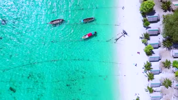 Kumsalda Turkuaz Suda Uzun Kuyruklu Tekneler Dikey Kuşların Görüş Dronu — Stok video