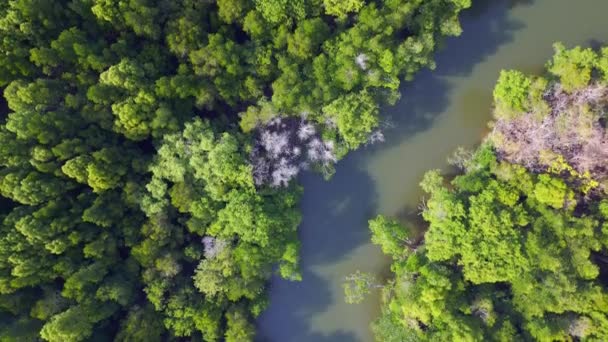 Djungel Mangrove River Hills Island Malaysia Vertikala Fåglar Ögonvy Drönare — Stockvideo