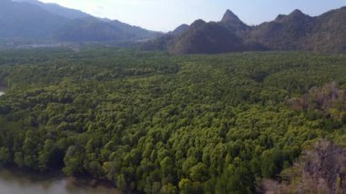 orman mangrovu nehir tepeleri adası Malezya. Geri geri uçun. Yüksek kalite 4k görüntü