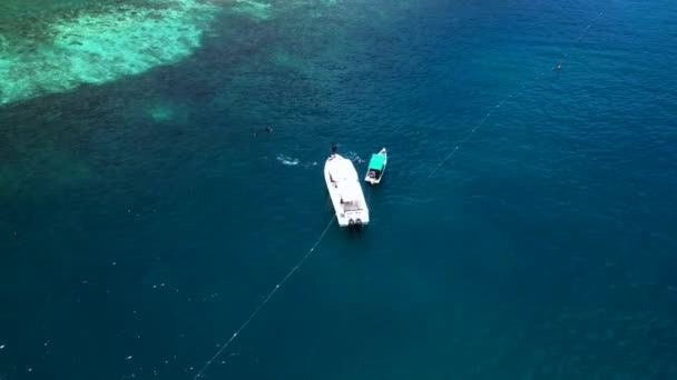 Los Tiburones Son Alimentados Desde Barco Mientras Bucean Drone Top — Vídeo de stock