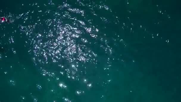 Haie Werden Beim Schnorcheln Vom Boot Aus Gefüttert Drohne Aus — Stockvideo