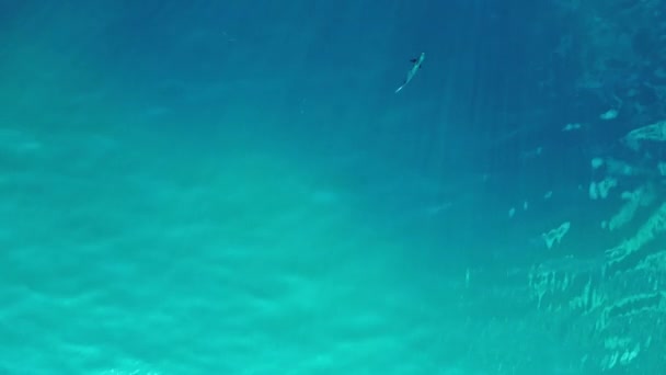 Riffhai Schwarze Flosse Türkisblauen Meer Drohne Aus Der Vogelperspektive Hochwertiges — Stockvideo