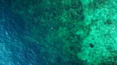 Mavi turkuaz denizde resif köpekbalığı siyah yüzgeci. dikey kuşların görüş dronu. Yüksek kalite 4k görüntü